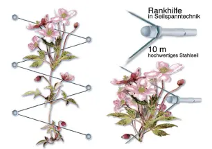 10 VE Versand-Kartondisplay -Floracord Rankhilfe in Seilspanntechnik - Stahl verzinkt - 10x Doppelblister