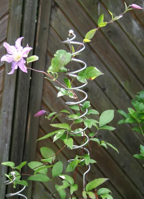2x Zierstab Rankststab Spirale mit Kugel - 130 und 170 cm -   als Rankhilfe für eine Clematis