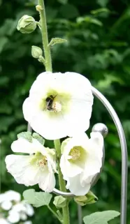 Premium Rankstab Evolvente (Hirtenstab) 170 cm mit Kugel - aus hochwertigem Marine-Edelstahl A4 - 316 als Rankhilfe für Stauden etc. und als Futterstab für Vögel