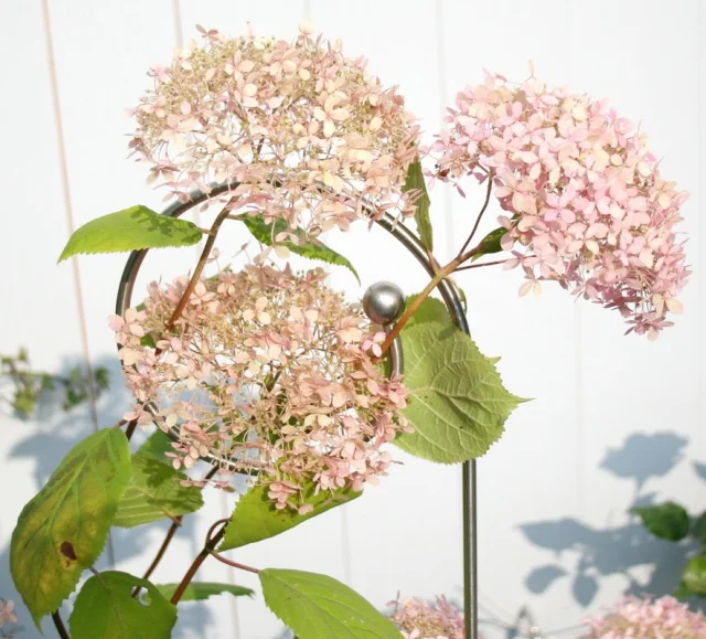 Edelstahl Zierstab Evolvente mit rosa Hortensie