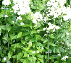 Premium Rankstab Gerade mit Kugel 130 cm aus hochwertigem Edelstahl A4 - 316 als Rankhilfe für Stauden etc. und Gartenstick als Futterstab für Vögel