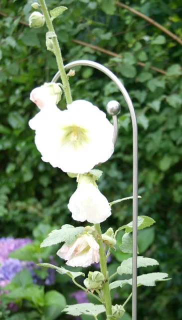 Stockrose an Rank-Zierstab Hirtenstab (Evolvente) 