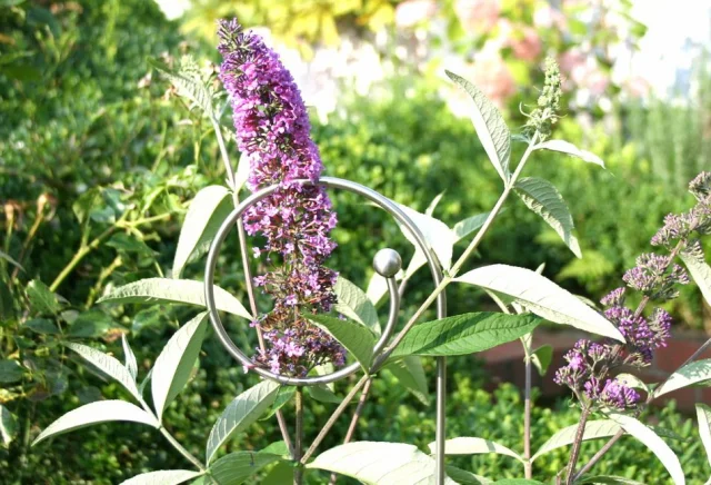 Edelstahl Zierstab Evolvente mit der großen Kugel und blauer Sommerflieder