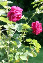 Premium Rankstab Handgriff 130 cm 5 mm - mit Kugel - aus hochwertigem Edelstahl A4 als Rankhilfe für Stauden etc. und als Futterstab für Vögel