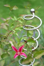 Zierstab Helix mit Kugel und rotblühender Clematis