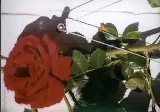 Rankhilfe in Seilspanntechnik aus Edelstahl - die Technik