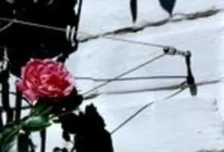 Rankhilfe in Seilspanntechnik aus Edelstahl - die Technik