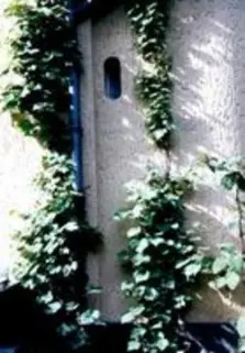 Rankhilfe in Seilspanntechnik aus Edelstahl - die Technik