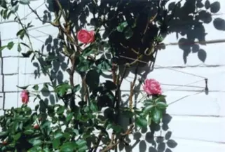 Edelstahl Rankhilfe für Kletterpflanzen in Edelstahl