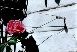 Edelstahl Rankhilfe für Kletterpflanzen in Edelstahl