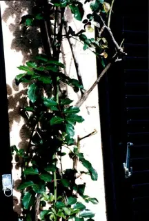 Flexible Rankhilfe in Seilspanntechnik für Kletterpflanzen: Praktische Garten-Tipps