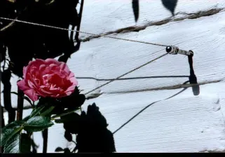 Flexible Rankhilfe in Seilspanntechnik für Kletterpflanzen: Praktische Garten-Tipps