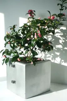 Pflanztopf mit 2x Wand-Clip für Standsicherheit Raumteiler