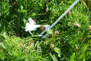 Fixierung der Spannkordel (4 m) mit einem langen Stabhering (30 cm) in einer Wiese
