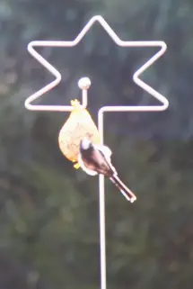 Futterstab Stern mit Meise an Futterknödel