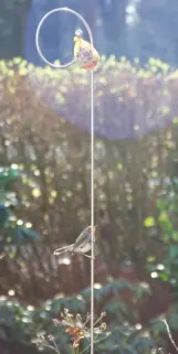 Rotkehlchen am Futterstab Evolvente (Hirtenstab) mit Meisenknödel