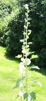 Stockrose abgestützt an Rankstab mit Kugel - 170 cm hoch