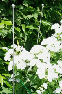 Phlox hochgebunden mit Ranksystem: Rankstab gerade mit Chrom-Clip und Bindedraht